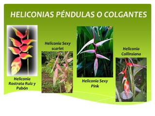 HELICONIAS PÉNDULAS O COLGANTES

Heliconia Sexy
scarlet

Heliconia
Rostrata Ruiz y
Pabón

Heliconia
Collinsiana

Heliconia Sexy
Pink

 