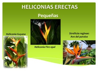 HELICONIAS ERECTAS
Pequeñas

Strelitzia reginae:
Ave del paraíso

Heliconia Guyana

Heliconia Fire opal

 