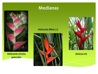 Medianas

Heliconia Bihai (1)

Heliconia stricta
pascuita

Stricta Iris

 
