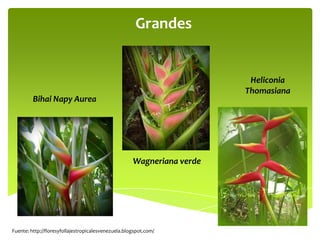 Grandes

Heliconia
Thomasiana

Bihai Napy Aurea

Wagneriana verde

Fuente: http://floresyfollajestropicalesvenezuela.blogspot.com/

 
