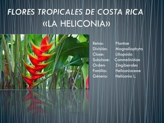 «LA HELICONIA» 
Reino:Plantae 
División:Magnoliophyta 
Clase:Liliopsida 
Subclase: Commelinidae 
Orden:Zingiberales 
Familia: Heliconiaceae 
Género:Heliconia L.  