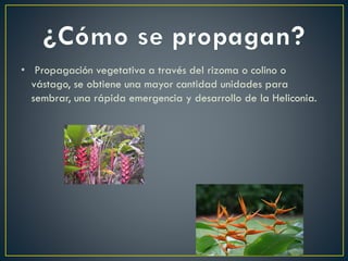 •Propagación vegetativa a través del rizoma o colino o vástago, se obtiene una mayor cantidad unidades para sembrar, una rápida emergencia y desarrollo de la Heliconia. 