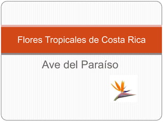Flores Tropicales de Costa Rica

     Ave del Paraíso
 