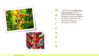 H
e
l
i
c
o
n
i
a
Conocida como platanillo o
ave de paraíso, por sus
coloridas brácteas (órgano
foliáceo en la proximidad de
las flores y diferente a las
hojas normales) que
envuelven sus flores.
Texto de pie de página aquí4
 