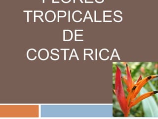 FLORES
TROPICALES
DE
COSTA RICA

 