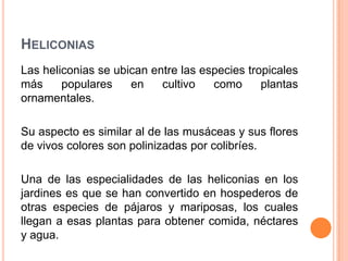 HELICONIAS
Las heliconias se ubican entre las especies tropicales
más
populares
en
cultivo
como
plantas
ornamentales.
Su aspecto es similar al de las musáceas y sus flores
de vivos colores son polinizadas por colibríes.
Una de las especialidades de las heliconias en los
jardines es que se han convertido en hospederos de
otras especies de pájaros y mariposas, los cuales
llegan a esas plantas para obtener comida, néctares
y agua.

 