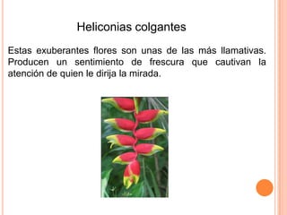 Heliconias colgantes
Estas exuberantes flores son unas de las más llamativas.
Producen un sentimiento de frescura que cautivan la
atención de quien le dirija la mirada.

 