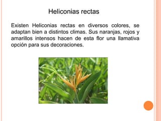 Heliconias rectas
Existen Heliconias rectas en diversos colores, se
adaptan bien a distintos climas. Sus naranjas, rojos y
amarillos intensos hacen de esta flor una llamativa
opción para sus decoraciones.

 