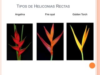 TIPOS DE HELICONIAS RECTAS
Angelina

Fire opal

Golden Torch

 