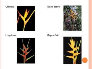 Grenada

Island Yellow

Long Love

Mayan Gold

 