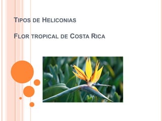 TIPOS DE HELICONIAS
FLOR TROPICAL DE COSTA RICA

 