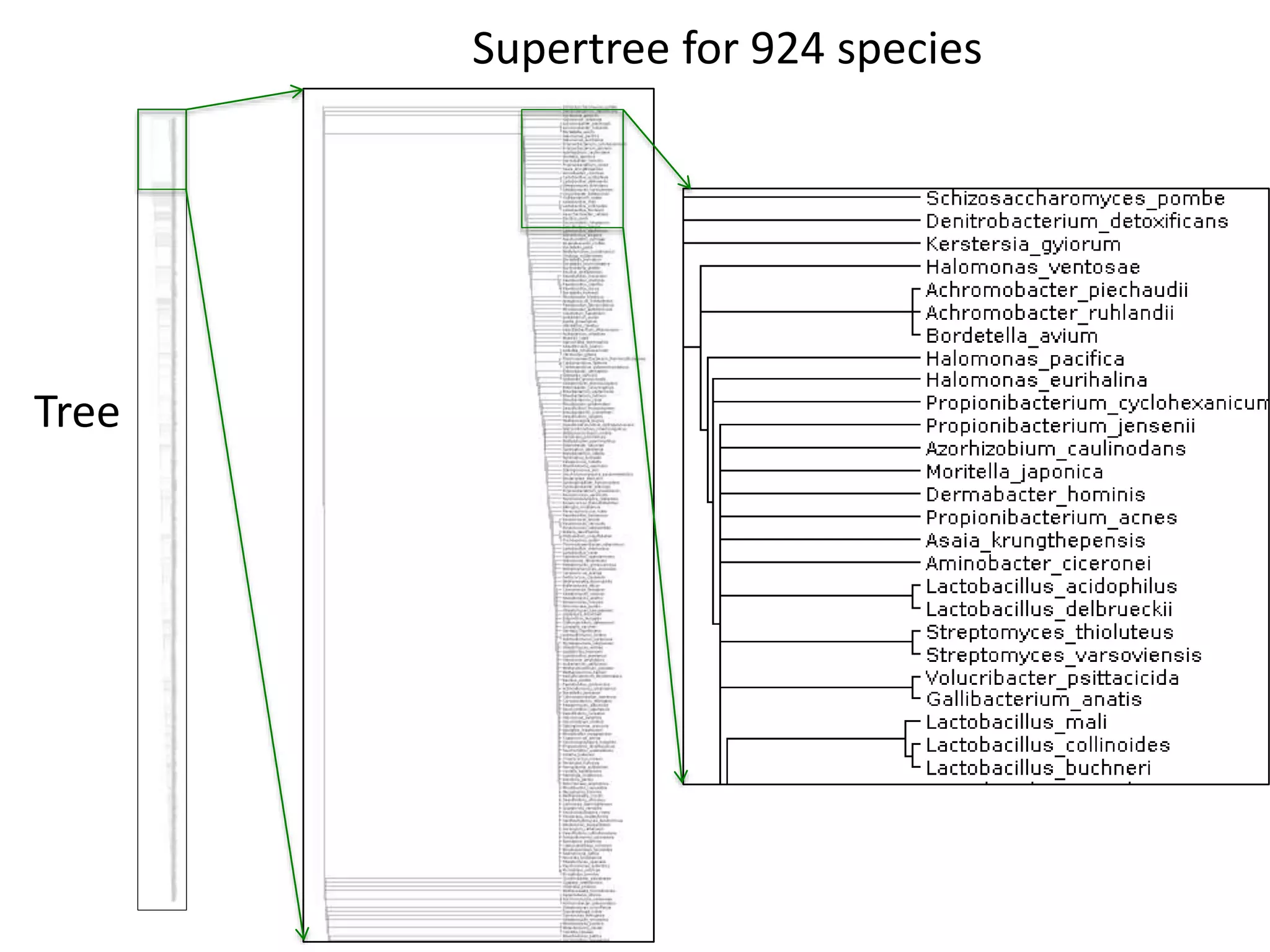 Supertree for 924 species
Tree
 