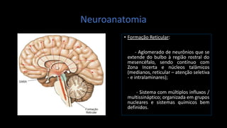 Neuroanatomia
• Formação Reticular:
- Aglomerado de neurônios que se
extende do bulbo à região rostral do
mesencéfalo, sendo contínuo com
Zona Incerta e núcleos talâmicos
(medianos, reticular – atenção seletiva
- e intralaminares);
- Sistema com múltiplos influxos /
multissináptico; organizada em grupos
nucleares e sistemas químicos bem
definidos.
 