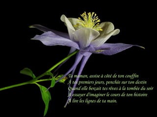 Ta maman, assise à côté de ton couffin
À tes premiers jours, penchée sur ton destin
Quand elle berçait tes rêves à la tombée du soir
À essayer d'imaginer le cours de ton histoire
À lire les lignes de ta main.
 