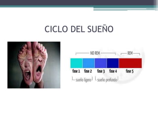 CICLO DEL SUEÑO

 