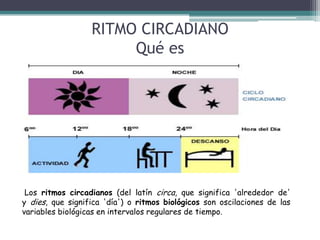 RITMO CIRCADIANO
Qué es

Los ritmos circadianos (del latín circa, que significa 'alrededor de'
y dies, que significa 'día') o ritmos biológicos son oscilaciones de las
variables biológicas en intervalos regulares de tiempo.

 