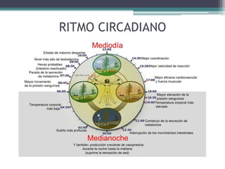 RITMO CIRCADIANO

 