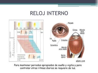 RELOJ INTERNO

Para mantener periodos apropiados de sueño y vigilia y para
controlar otros ritmos diarios se requiere de luz.

 