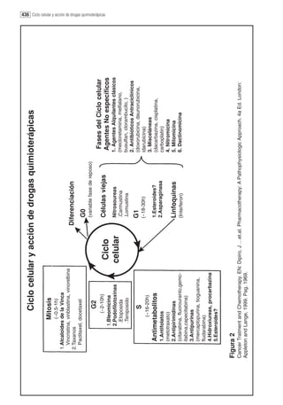 Ciclo celular y acción de drogas quimioterápicas

                 Mitosis
                  (~0.5-1h)
   1.Alcaloides de la Vinca
     Vincristina, vinblastina, vinorelbina
   2.Taxanos                                           Diferenciación
     Paclitaxel, docetaxel
                                                           G0
                                                           (variable fase de reposo)
                      G2
                   (~2-10h)
                                                                                       Fases del Ciclo celular
                                                                                                                         436 Ciclo celular y acción de drogas quimioterápicas




                                              Ciclo        Células viejas
              1.Bleomicina                                                             Agentes No específicos
              2.Podofilotoxinas                            Nitrosoureas                1. Agentes Alquilantes clásicos
               .Etoposida
                                             celular       .Carmustina                 (mecloretamina, melfalano,
               .Teniposido                                 .Lomustina                  busulfan, clorambucilo, )
                                                                                       2. Antibióticos Antraciclínicos
                      S                                   G1                           (doxorubicina, daunorubicina,
                                                          (~18-30h)                    idarubicina)
                  (~16-20h)
                                                                                       3. Misceláneas
       Antimetabolitos                                    1.Esteroides?                (dacarbazina, cisplatina,
       1.Antifolatos                                      2.Asparaginasa               carboplatin)
       (metotraxato)                                                                   4. Nitromicina
       2.Antipirimidinas                                  Linfoquinas                  5. Mitomicina
       (citarabina, fluorouranto,gemc-                    (Interferon)                 6. Dactinomicina
       itabina,capecitabina)
       3.Antipurinas
       (mercaptopurina, tioguanina,
       fludarabina)
       4.Hidroxiureas, procarbazina
       5.Esteroides?


Figura 2
Cancer Tratment and Chemotherapy. EN: Dipiro, J …et.al. Pharmacotherapy: A Pathophysiologic Approach. 4a Ed. London:
Appleton and Lange, 1999. Pag. 1969.
 