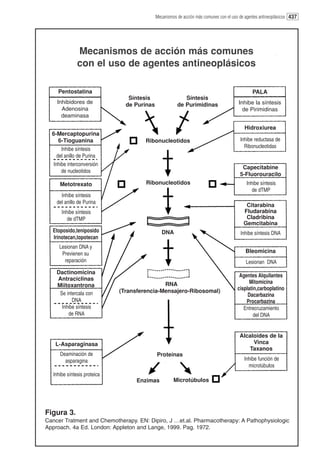 Mecanismos de acción más comunes con el uso de agentes antineoplásicos 437




               Mecanismos de acción más comunes
               con el uso de agentes antineoplásicos

     Pentostatina                                                                              PALA
                                 Síntesis                  Síntesis
     Inhibidores de             de Purinas              de Purimidinas                  Inhibe la síntesis
       Adenosina                                                                          de Pirimidinas
       deaminasa

                                                                                           Hidroxiurea
  6-Mercaptopurina
      6-Tioguanina                     Ribonucleotidos                                   Inhibe reductasa de
       Inhibe síntesis                                                                     Ribonucleotidas
     del anillo de Purina
   Inhibe interconversión
                                                                                          Capecitabine
       de nucleotidos
                                                                                         5-Fluorouracilo
      Metotrexato                      Ribonucleotidos                                      Inhibe síntesis
                                                                                               de dTMP
      Inhibe síntesis
    del anillo de Purina
                                                                                            Citarabina
       Inhibe síntesis                                                                     Fludarabina
          de dTMP                                                                           Cladribina
                                                                                           Gemcitabina
  Etoposido,teniposido                          DNA                                      Inhibe síntesis DNA
  Irinotecan,topotecan
      Lesionan DNA y
       Previenen su                                                                         Bleomicina
        reparación                                                                          Lesionan DNA
    Dactinomicina
                                                                                        Agentes Alquilantes
    Antraciclinas
                                              RNA                                           Mitomicina
    Miitoxantrona
                              (Transferencia-Mensajero-Ribosomal)                      cisplatin,carboplatino
     Se intercala con                                                                       Dacarbazina
           DNA                                                                             Procarbazina
      Inhibe síntesis                                                                     Entrecruzamiento
         de RNA                                                                                del DNA


                                                                                         Alcaloides de la
    L-Asparaginasa                                                                            Vinca
                                                                                            Taxanos
      Deaminación de                         Proteínas
        asparagina                                                                         Inhibe función de
                                                                                             microtúbulos
   Inhibe síntesis proteica
                                    Enzimas           Microtúbulos




Figura 3.
Cancer Tratment and Chemotherapy. EN: Dipiro, J …et.al. Pharmacotherapy: A Pathophysiologic
Approach. 4a Ed. London: Appleton and Lange, 1999. Pag. 1972.
 