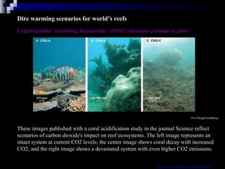 Dire warming scenarios for world’s reefs Experts predict ’crumbling frameworks’ if CO2 emissions continue to grow Ove Hoegh-Guldberg  These images published with a coral acidification study in the journal Science reflect scenarios of carbon dioxide's impact on reef ecosystems. The left image represents an intact system at current CO2 levels; the center image shows coral decay with increased CO2; and the right image shows a devastated system with even higher CO2 emissions. http://www.msnbc.msn.com/id/22185971/ 