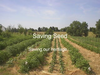 Saving Seed Saving our heritage… 
