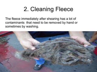 2. Cleaning Fleece
The fleece immediately after shearing has a lot of
contaminants that need to be removed by hand or
sometimes by washing.
 