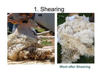 1. Shearing
Wool after Shearing
 