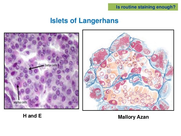 Staining for Conventional Light Microscopy