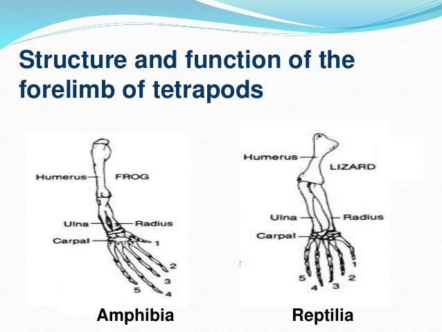 Comparative Anatomy of the Limb