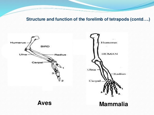 Comparative Anatomy of the Limb