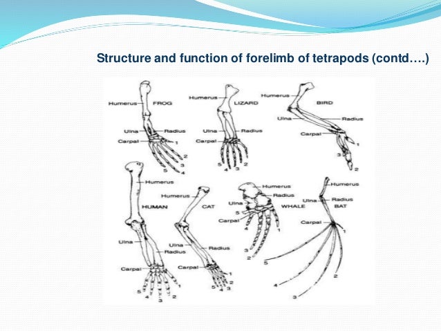comparative anatomy