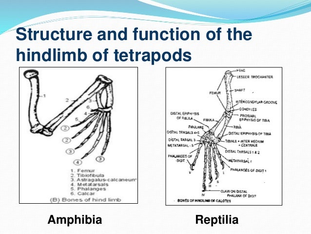 Comparative Anatomy of the Limb