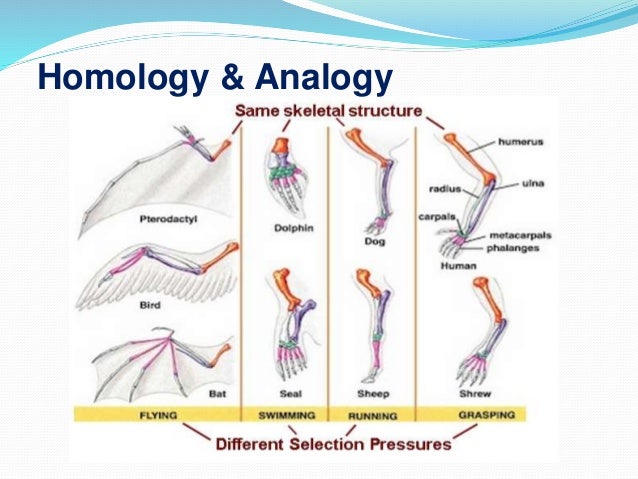 Comparative Anatomy of the Limb bird bone diagram 