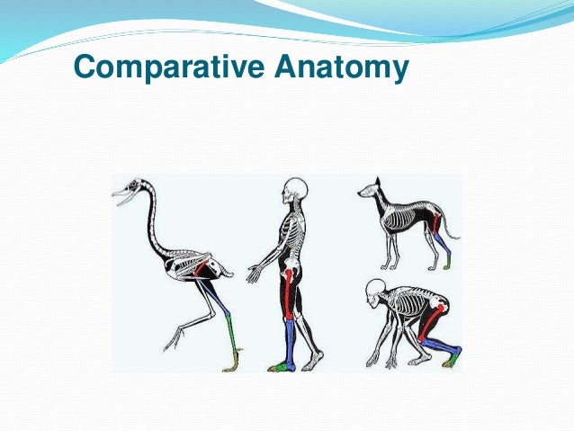 comparative anatomy