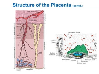 Structure-function relationship of the placenta and its anomalies | PPTX