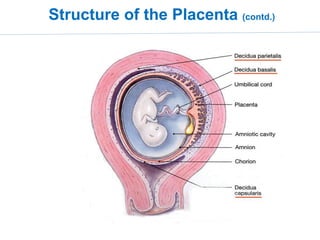 Structure-function relationship of the placenta and its anomalies | PPTX