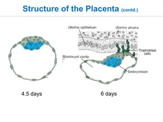 Structure-function relationship of the placenta and its anomalies | PPTX