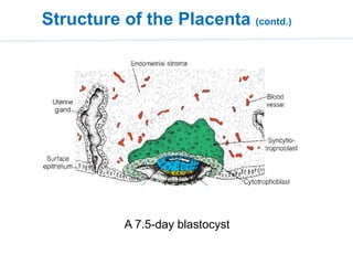Structure-function relationship of the placenta and its anomalies | PPTX