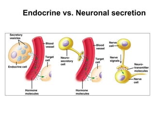 Structure-Function Relationship of the Endocrine Glands of the Head and ...