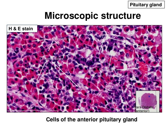 Structure-Function Relationship of the Endocrine Glands of the Head a…