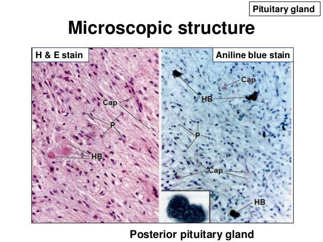 Structure-Function Relationship of the Endocrine Glands of the Head a…