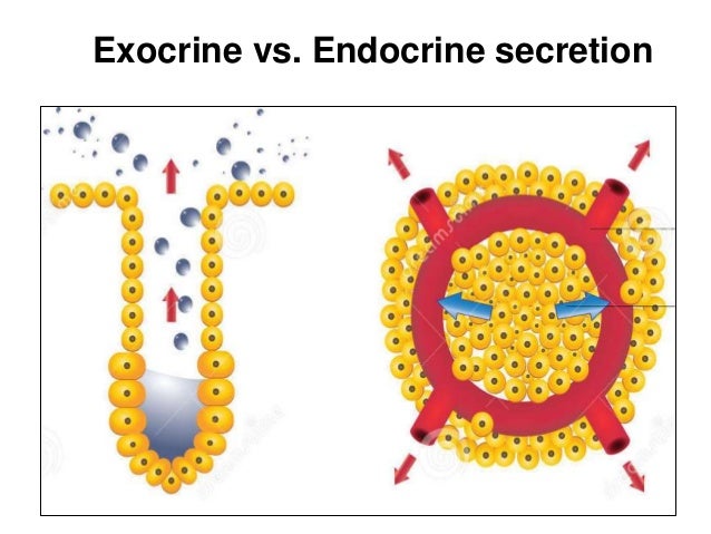 Structure-Function Relationship of the Endocrine Glands of the Head a…