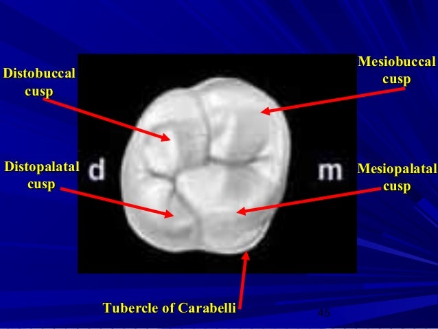 Maxillary first molar