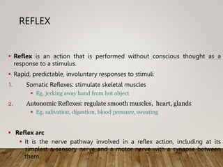 REFLEX
 Reflex is an action that is performed without conscious thought as a
response to a stimulus.
 Rapid, predictable, involuntary responses to stimuli
1. Somatic Reflexes: stimulate skeletal muscles
 Eg. jerking away hand from hot object
2. Autonomic Reflexes: regulate smooth muscles, heart, glands
 Eg. salivation, digestion, blood pressure, sweating
 Reflex arc
 It is the nerve pathway involved in a reflex action, including at its
simplest a sensory nerve and a motor nerve with a synapse between
them.
 