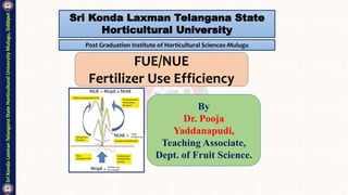 Sri
Konda
Laxman
Telangana
State
Horticultural
University
Mulugu,
Siddipet
Sri Konda Laxman Telangana State
Horticultural University
Post Graduation Institute of Horticultural Sciences-Mulugu
FUE/NUE
Fertilizer Use Efficiency
By
Dr. Pooja
Yaddanapudi,
Teaching Associate,
Dept. of Fruit Science.
 