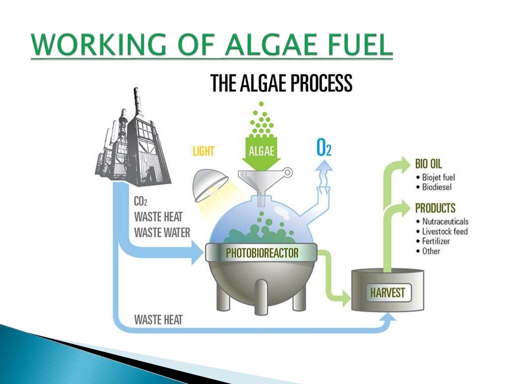 Fuel From Algae