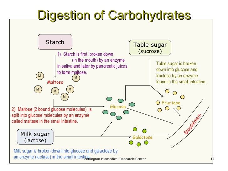 simplest form in which carbohydrates break down in the body
 Fueling your body Unit 10