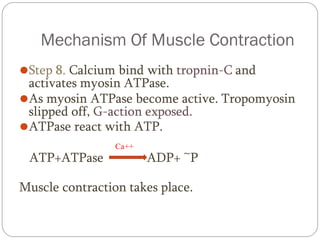 Fuel uses in muscle and contraction steps.pdf