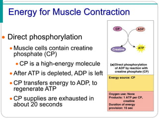 Fuel uses in muscle and contraction steps.pdf